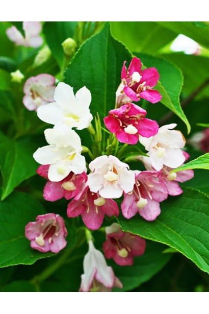 Weigela Marjorie